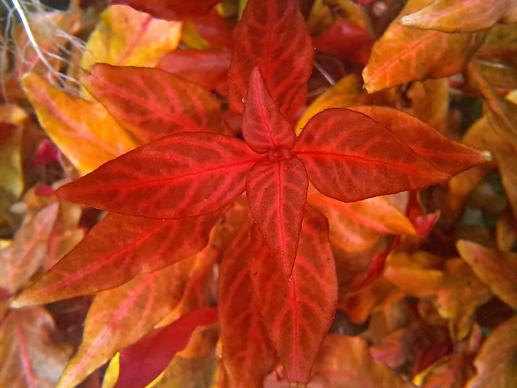 Close-up of the vibrant Alternanthera reineckii 'variegated' aquatic plant, showcasing its striking red leaves with intricate patterns of pink and yellow hues. The lush, variegated foliage offers a stunning visual contrast, ideal for adding a splash of color to underwater aquascapes.