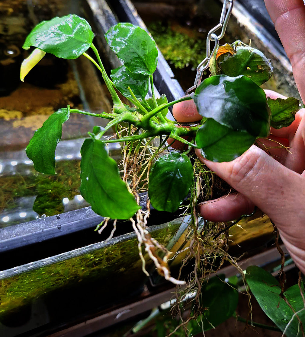 A hand holds an Anubias barteri plant, showcasing its thick green leaves and extensive root system. This aquatic plant species is known for its hardiness and ease of care, making it a favorite among aquarium enthusiasts. Positioned above a water tank, the Anubias barteri is ready to be anchored, contributing to the ecosystem's aesthetics and health.