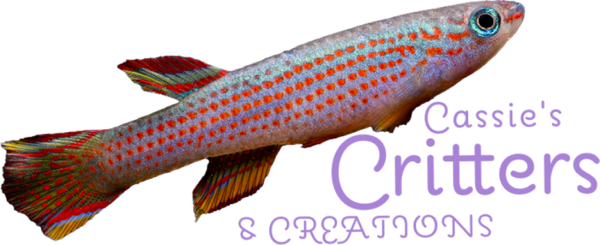 Logo of Cassie's Critters & Creations featuring a vibrant Red Striped Killifish Aphyosemion striatum above the brand name in playful purple font, symbolizing a diverse range of high-quality aquatic products and custom creations.
