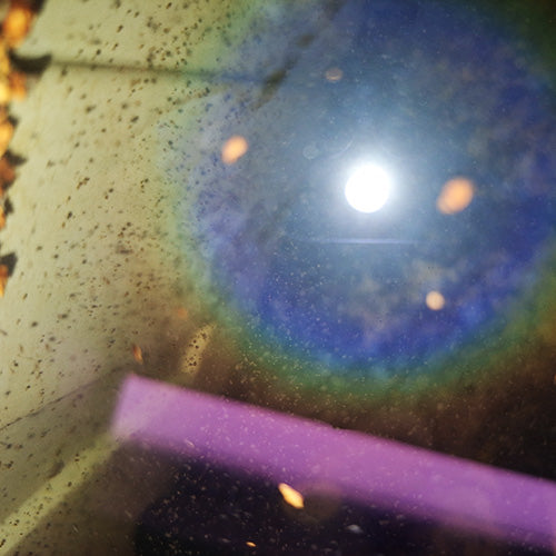 Macro shot of Ceriodaphnia dubia with reflective water surface showcasing the intricate details of aquatic life.