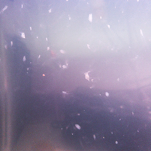 Close-up of 'Russian Red' Daphnia magna, a freshwater species, in a dynamic water environment.