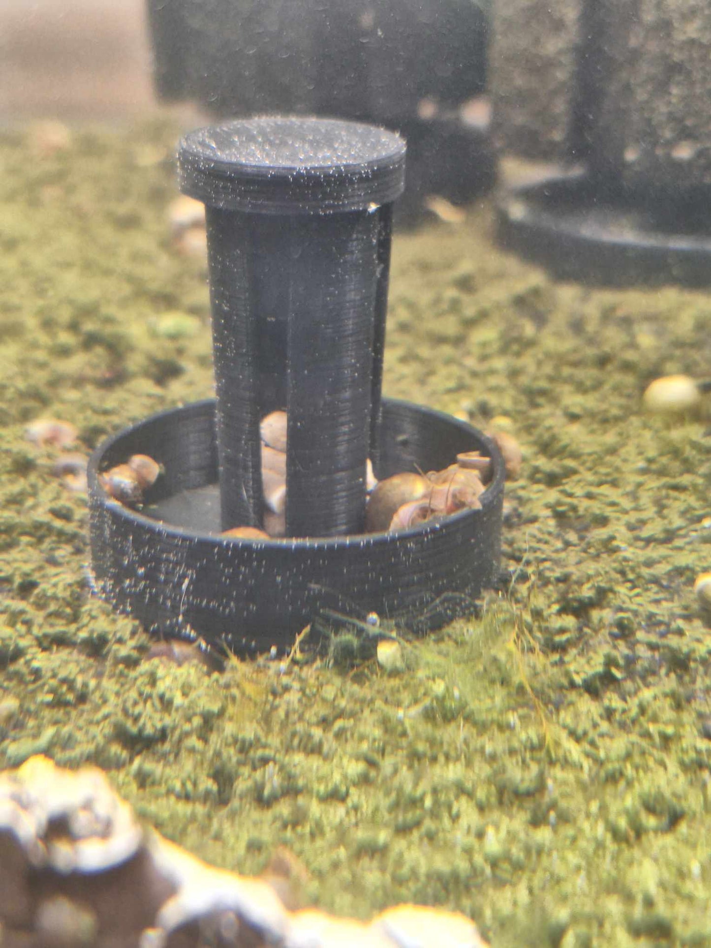 Continuation of the timelapse: Overture black PETG Snail Saver Trap with snail bait inside, as snails reach the inside of the container, set in an aquarium environment with detritus and snail waste.