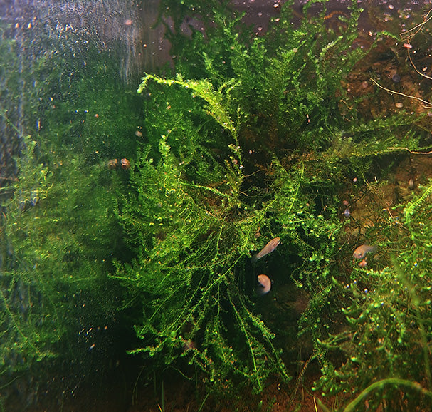Taiwan Moss thriving in an aquarium, creating a dense and lush green thicket with delicate, feathery fronds. The moss is partially obscured by the tank's glass, which is covered with tiny bubbles with Paraphanius mento Pearl Spotted Killifish swimming near it, evoking a natural, living ecosystem.