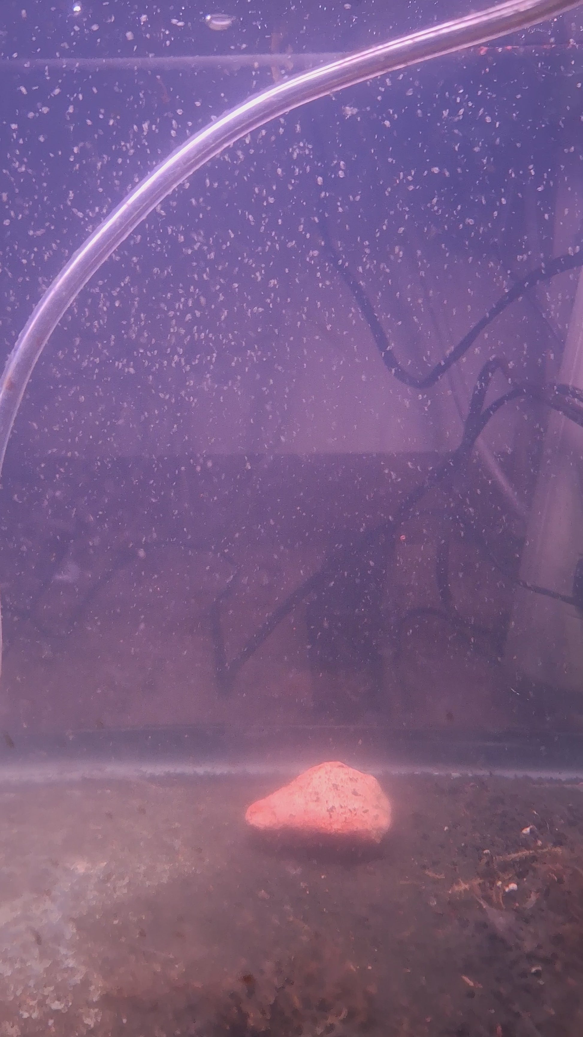 Panorama of a 'Russian Red' Daphnia magna culture in a 20g long aquarium
