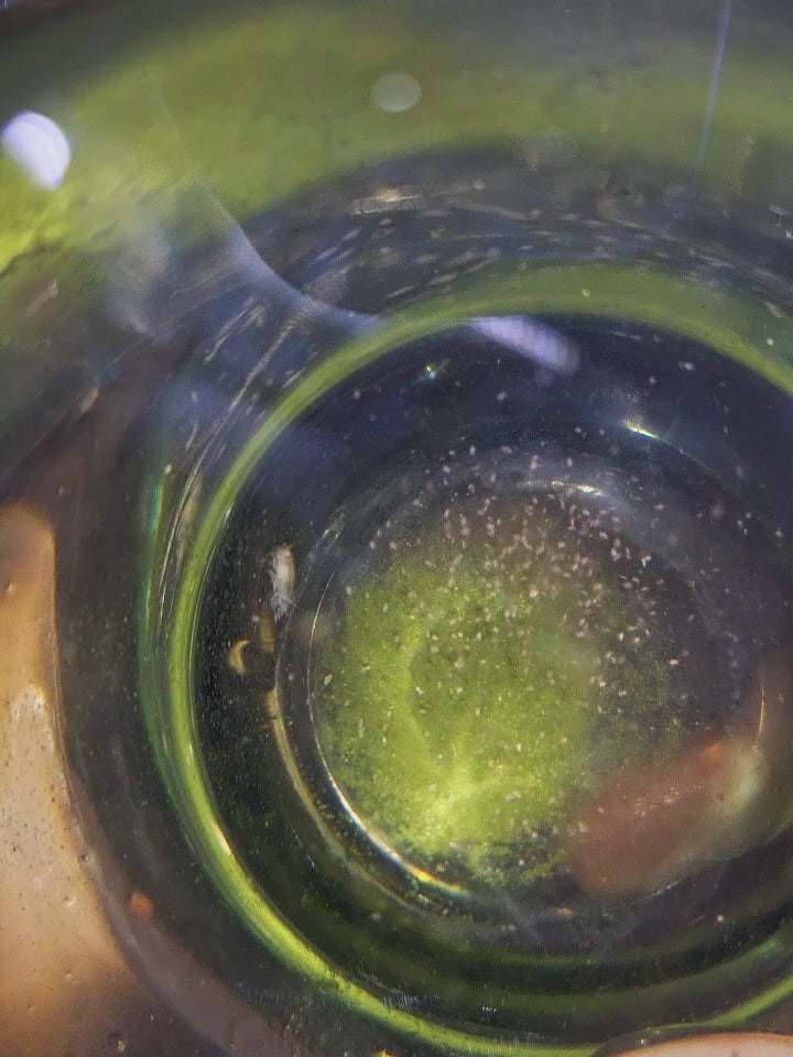 Cassie demonstrates how the sieves work by pouring water from a scud & ceriodaphnia co-culture into the sieve set, separating the cultures, and feeding them to Pearl Spotted and Red Striped killifish