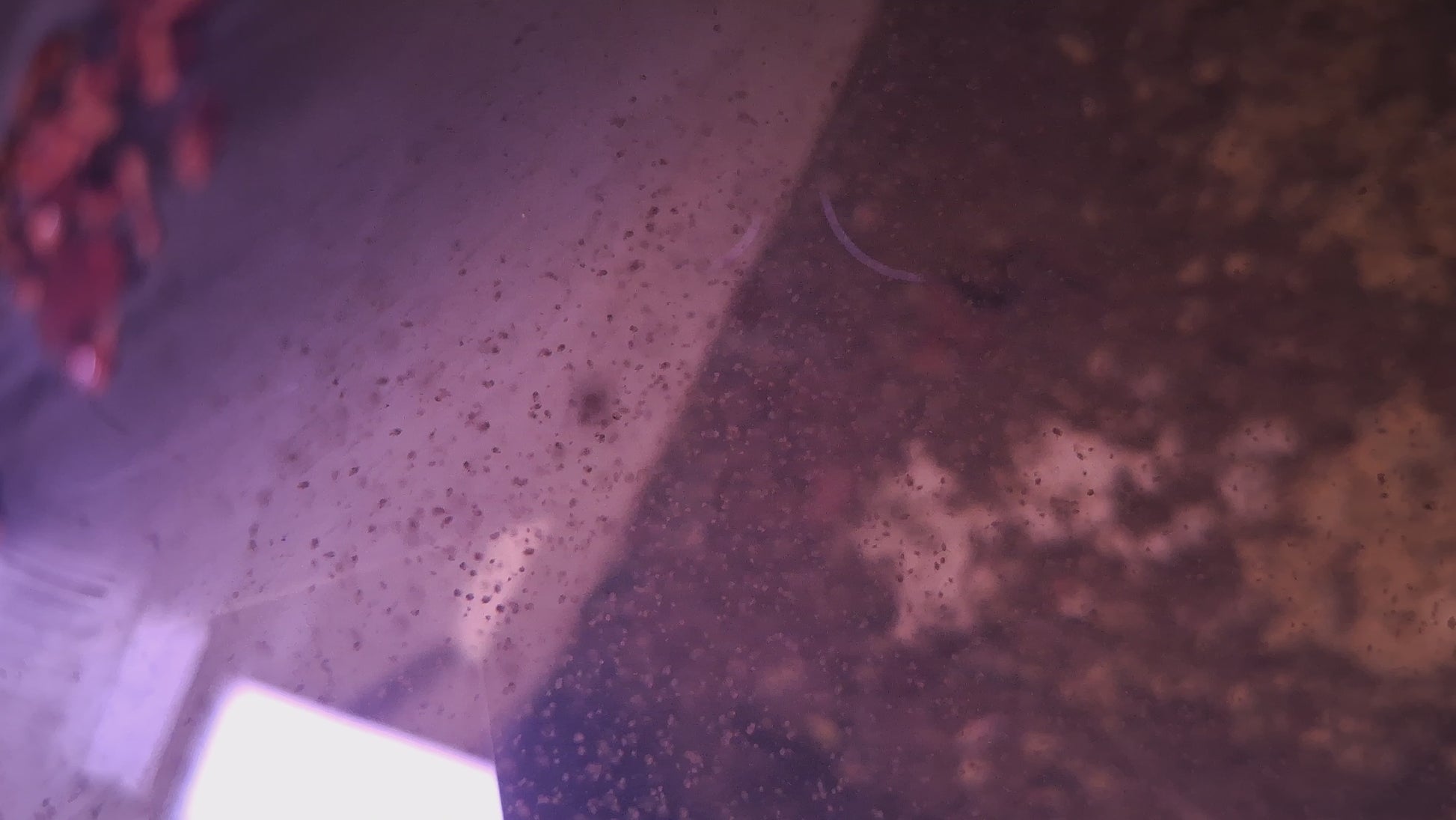 Closeup of a Ceriodaphnia dubia culture showing hundreds of ceriodaphnia swimming