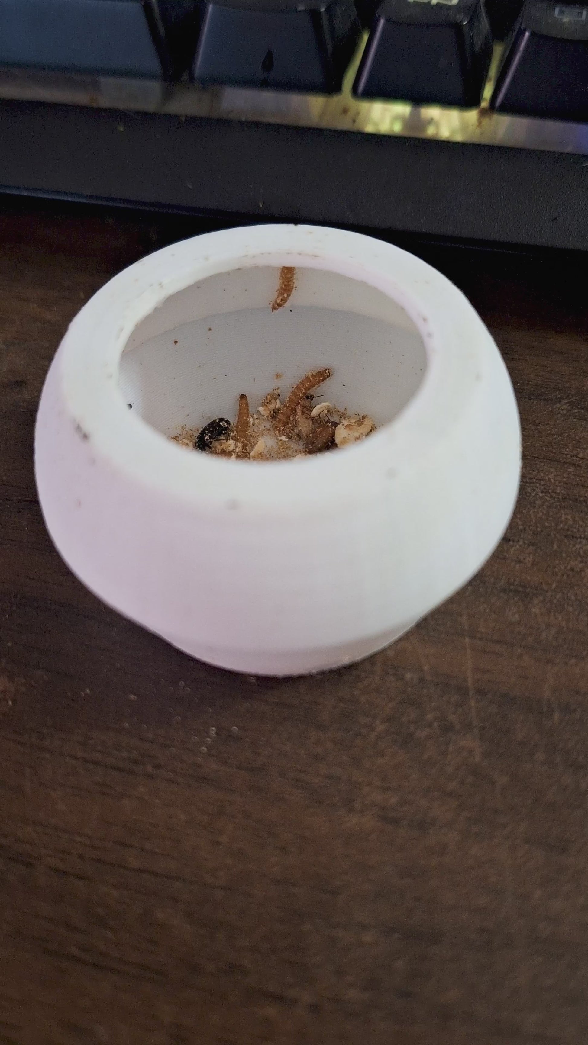 Video of a gecko using a 3D printed escape-proof feeding cup in a bioactive terrarium. Opens with a larva failing to escape the cup, followed by a gecko leaping to eat from a 3D printed ledge labeled 'Nubbles'. Ends with the 'Cassie's Critters & Creations' logo featuring a Red Striped Killifish.