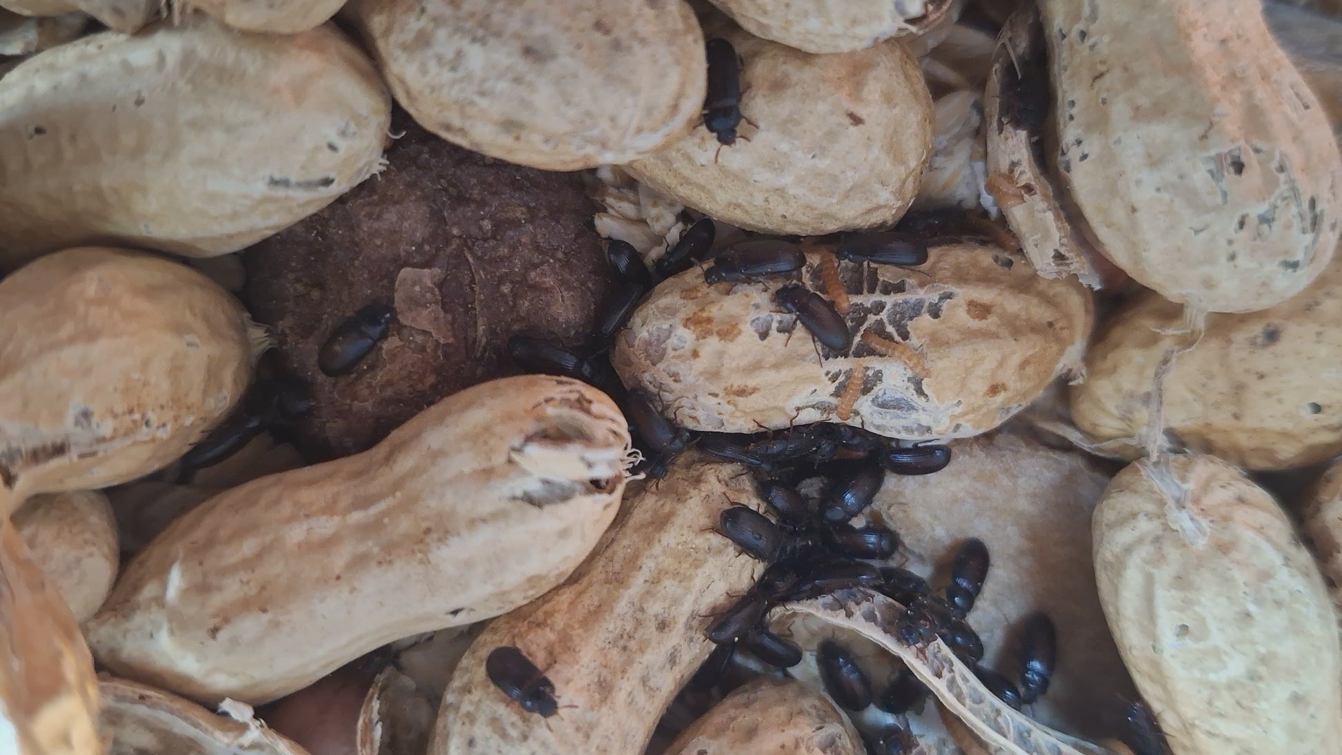 Vibrant peanut beetle culture thriving among peanut shells, showcasing the dynamic life cycle of these insects.