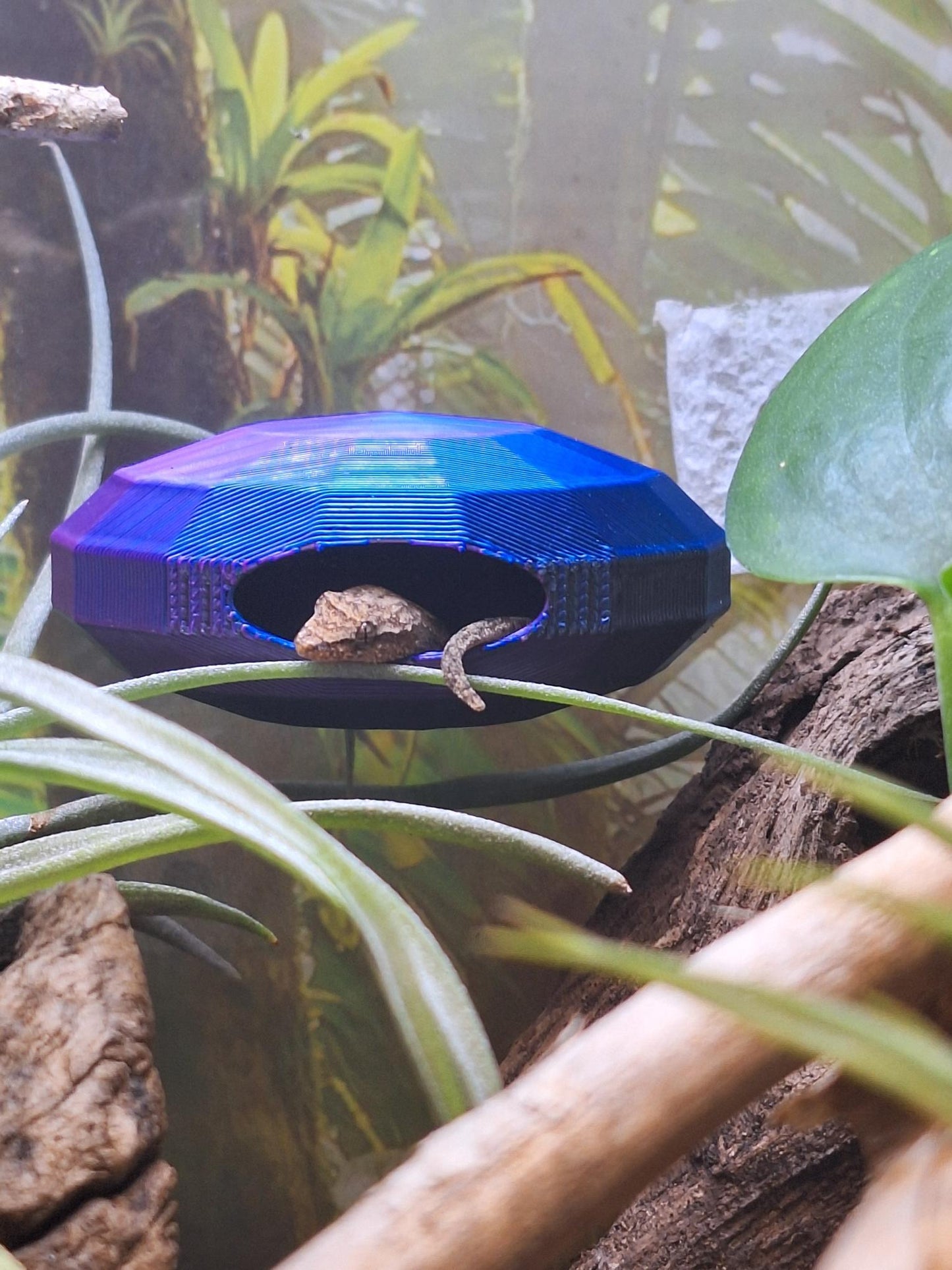 The head and tail of a gecko are seen peeking out of a hole in a purple and blue hide which is shaped like a gem.