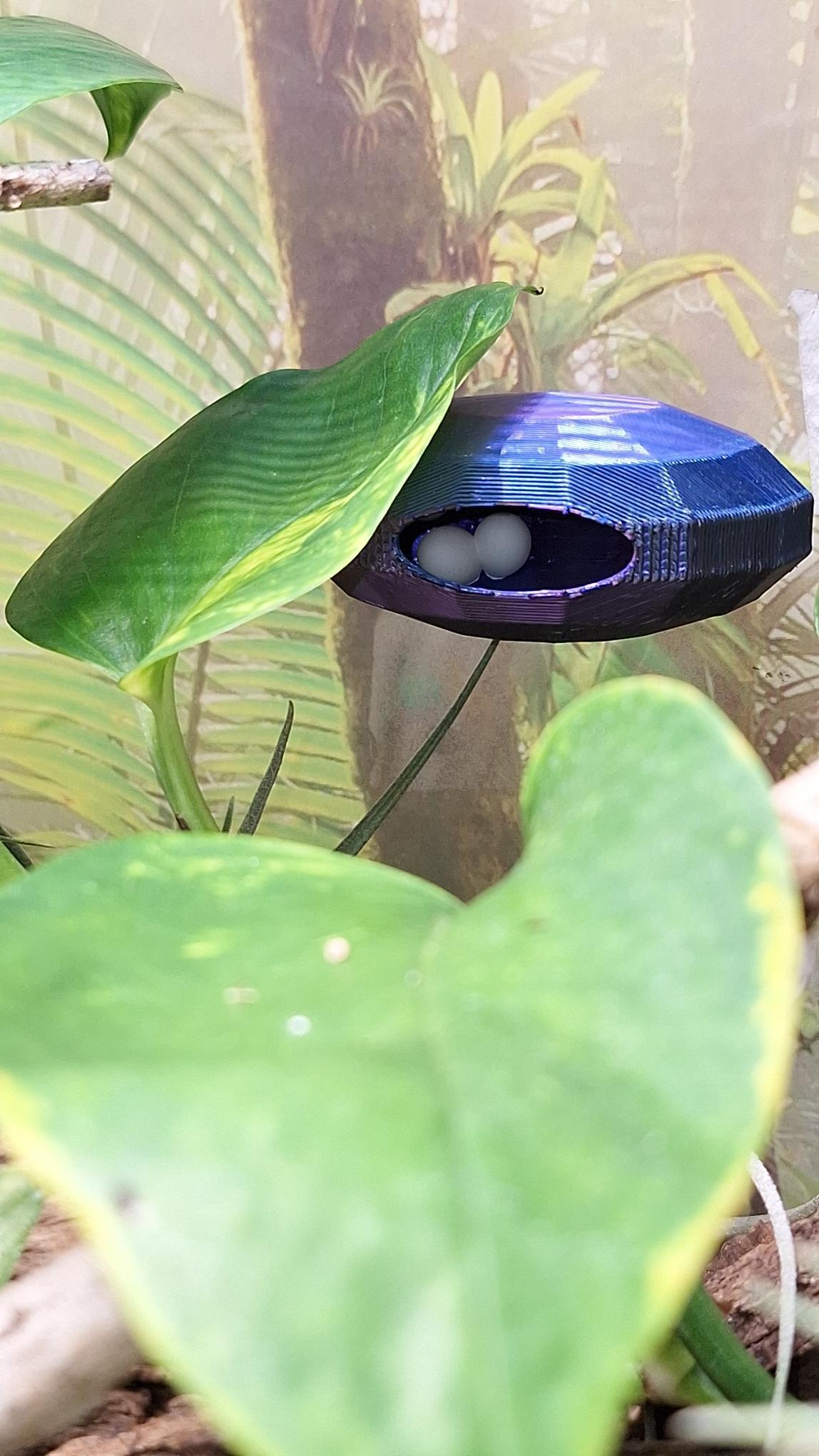 Behind the leaves of a golden pothos, a blue and purple hide shaped like a faceted gem holds 2 visible gecko eggs inside.