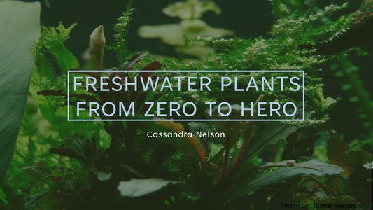Alt text for the opening slide of the presentation "Freshwater Plants: From Zero to Hero" by Cassandra Nelson, featuring a lush aquatic plant backdrop with the title in bold white letters, photo credit to Tanner Kesterson.