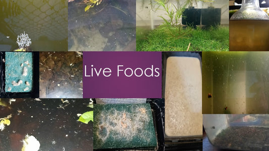 Culturing Live Foods