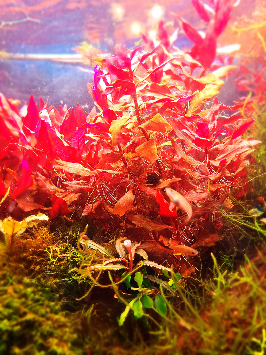 A vibrant underwater scene featuring Alternanthera reineckii 'variegated', an aquatic plant with a spectrum of red and pink hues, under high lighting. The plant's lush, leafy growth provides a natural habitat for the visible killifish that weave through its foliage. The warm lighting enhances the plant's variegation, creating a lush, dynamic environment within the aquarium.