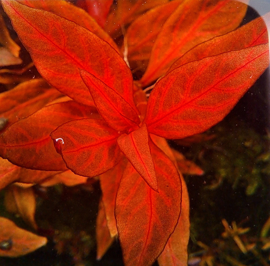 Close-up of the vibrant red leaves of Alternanthera reineckii 'Variegated', submerged underwater in an aquarium setting with a soft focus on the lush greenery and light reflections in the background.