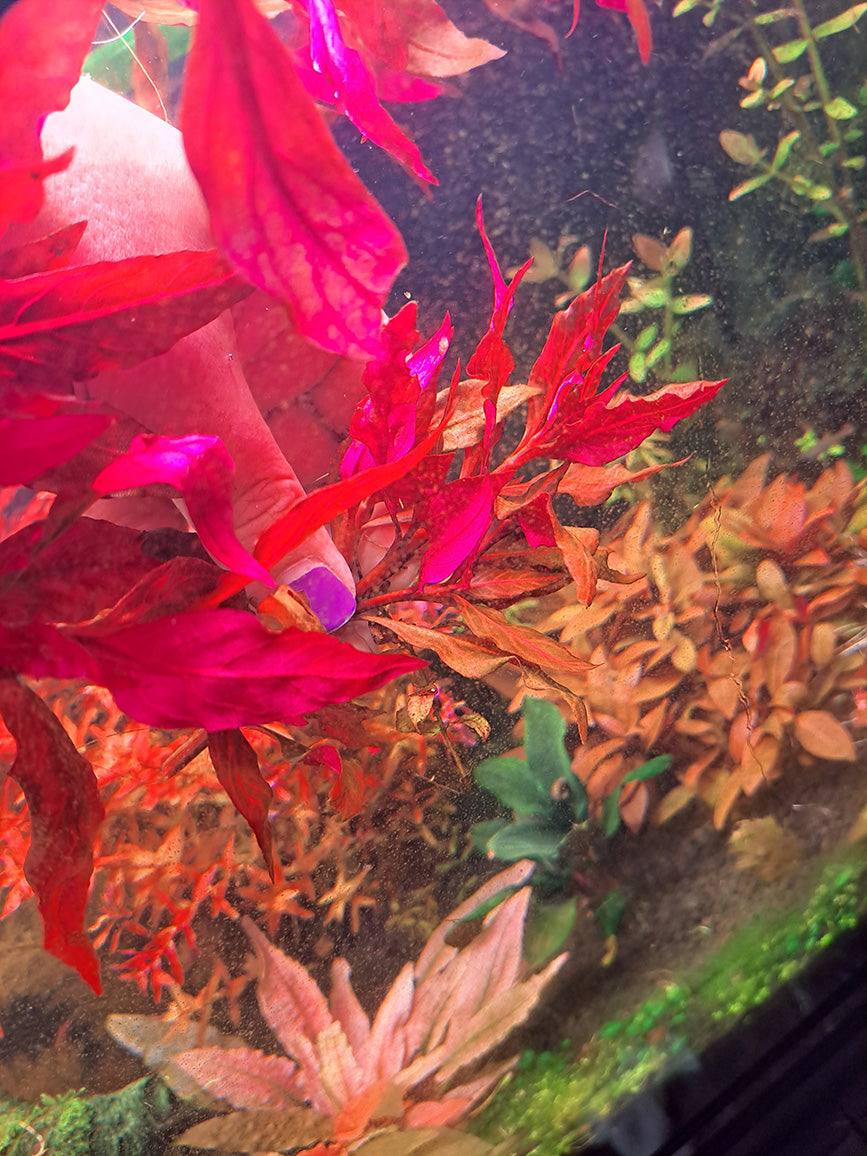 Underwater view of Alternanthera reineckii 'Variegated' showcasing the stunning pink and red hues on the underside of its leaves, with aquarium lighting casting a vibrant glow on the plant, surrounded by a variety of aquatic flora.