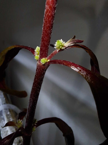 The emersed form of Alternanthera reineckii 'Variegated' is captured in detail, showcasing tiny white flowers blooming along its striking red stems and dark leaves. This photo illustrates the plant's ability to thrive above water, offering a glimpse into its adaptability and the subtle beauty of its flowers, which are seldom seen in submerged forms.