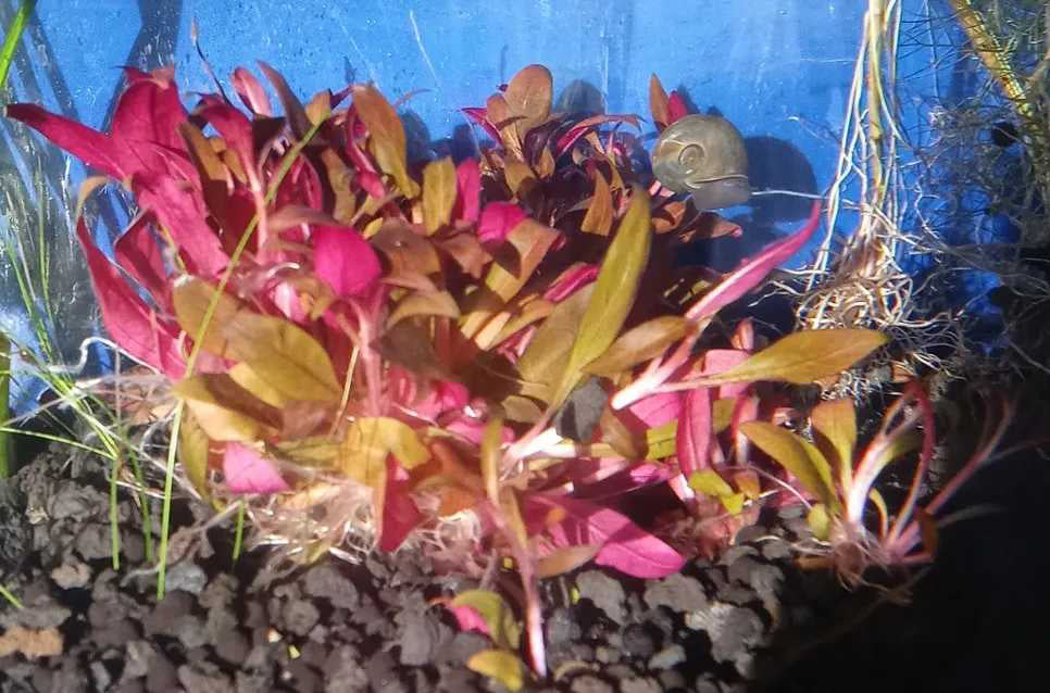 Vivid display of Alternanthera reineckii 'Mini' in an aquarium, featuring a dense cluster of miniature, vibrantly colored leaves ranging from deep red to bright pink. The lush, small-scale growth makes it a popular choice for intricate aquascapes, providing a striking contrast against the dark substrate and blue aquarium background.