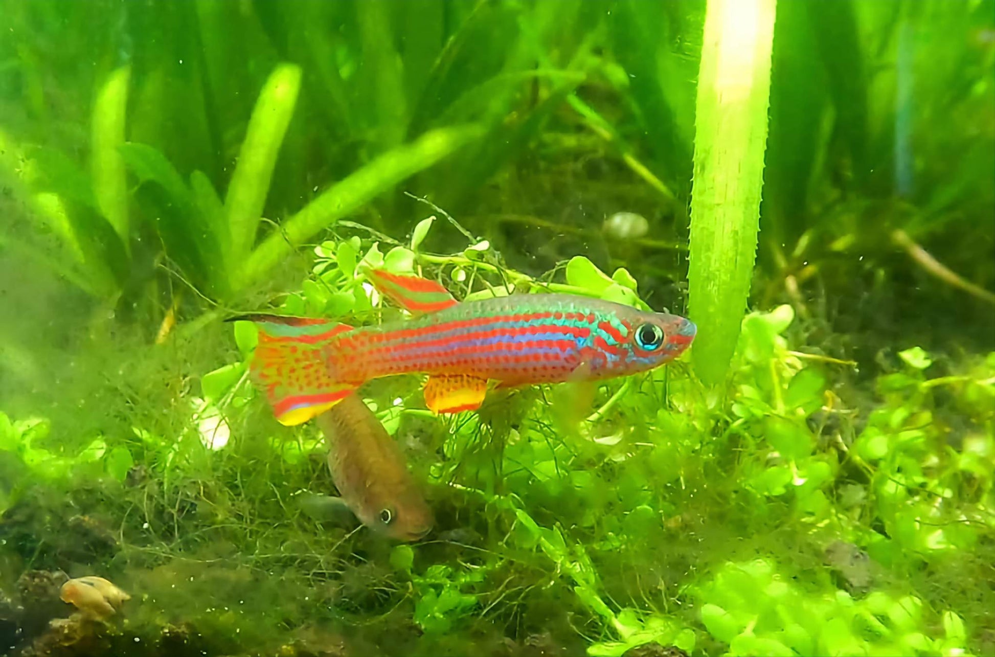 A vivid Aphyosemion striatum Lambaréné, or Red Striped Killifish, swimming in a lushly planted aquarium. The killi's iridescent blue body with striking red stripes and dots stands out against the green backdrop of aquatic plants and moss, creating a dynamic and natural underwater scene.