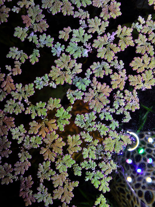 Overhead view of Azolla filiculoides, a floating fern with small, lacy leaves in variegated shades of green and brown, covering the water's surface in an aquarium. The fern's dense mat is interspersed with reflective bubbles and illuminated by multi-colored aquarium lights, adding a dynamic quality to the water garden.