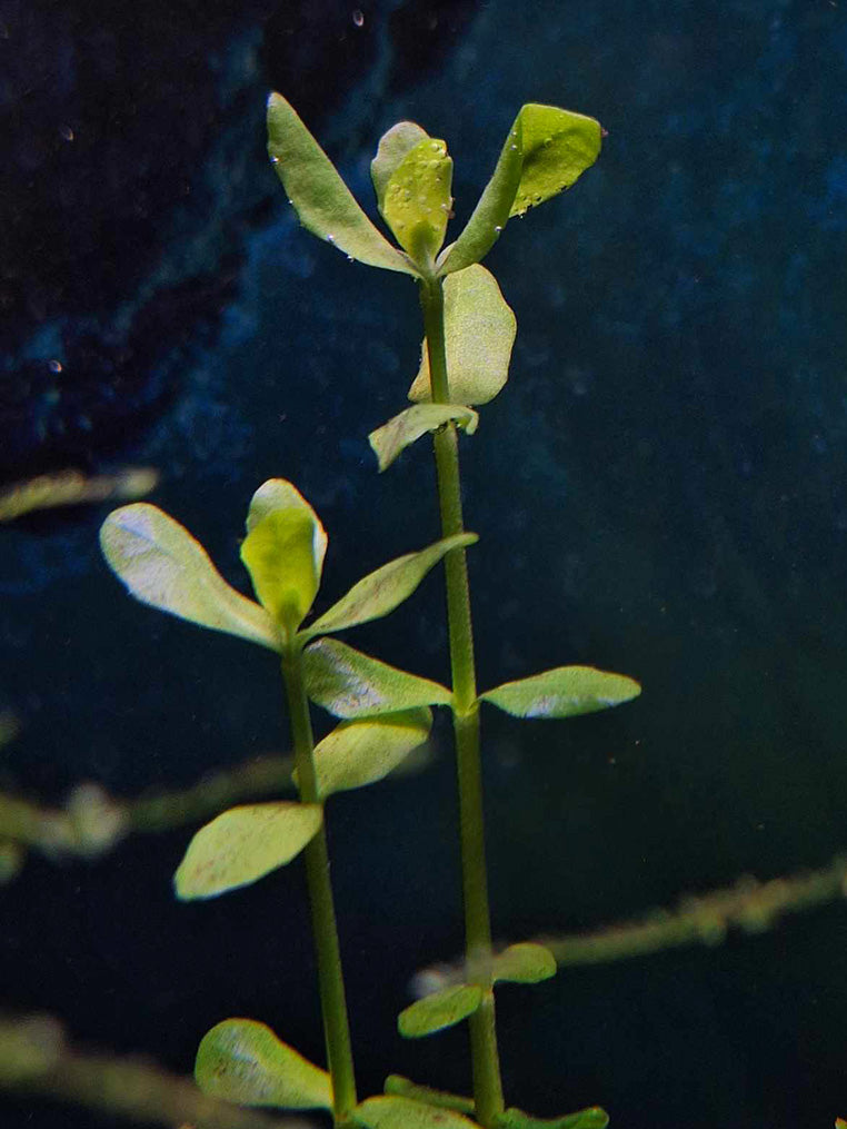 Aquatic plant Bacopa monnieri, also known as water hyssop, displayed in an underwater environment with its delicate green leaves and stems ascending vertically, against a dark aquatic backdrop, highlighting its use in aquariums for a natural aesthetic.