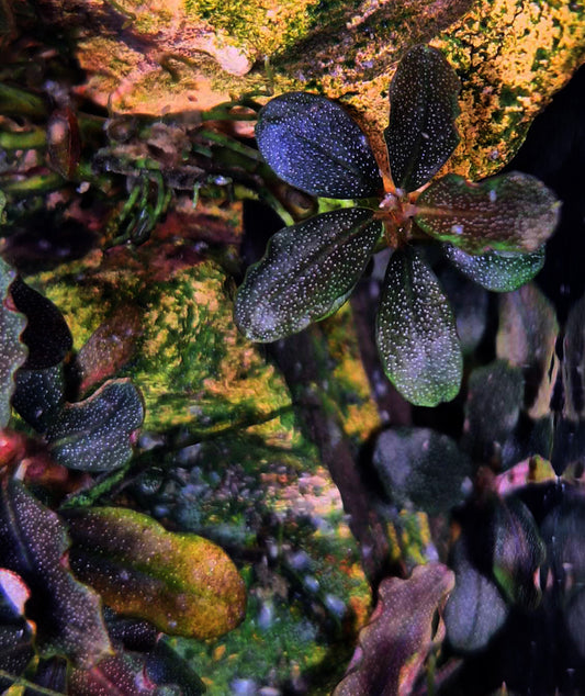 Close-up of Bucephalandra Brownie 'Ghost', an aquatic plant with dark leaves sprinkled with white dots, thriving underwater with a backdrop of textured rocks and algae, contributing to a diverse and natural aquascape.