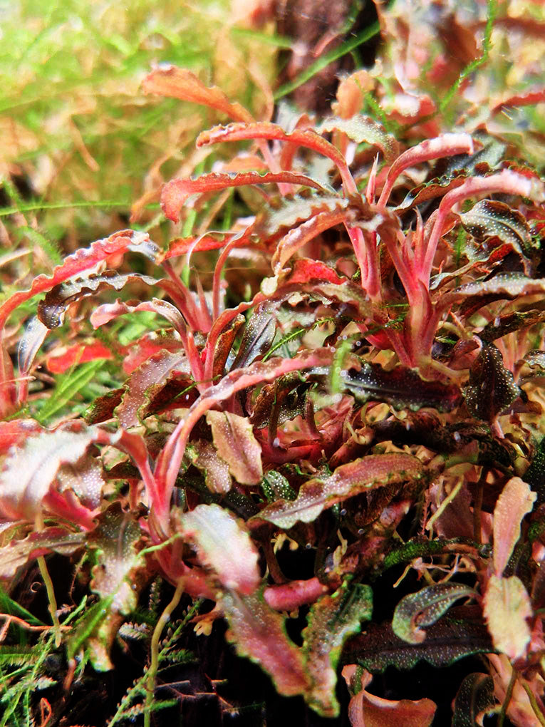 Lush Bucephalandra Kedagang plant featuring elongated leaves with a vibrant mix of green, red, and pink hues, and a rippled texture, nestled in a rich underwater landscape with various mosses, creating a dynamic and colorful aquascape.