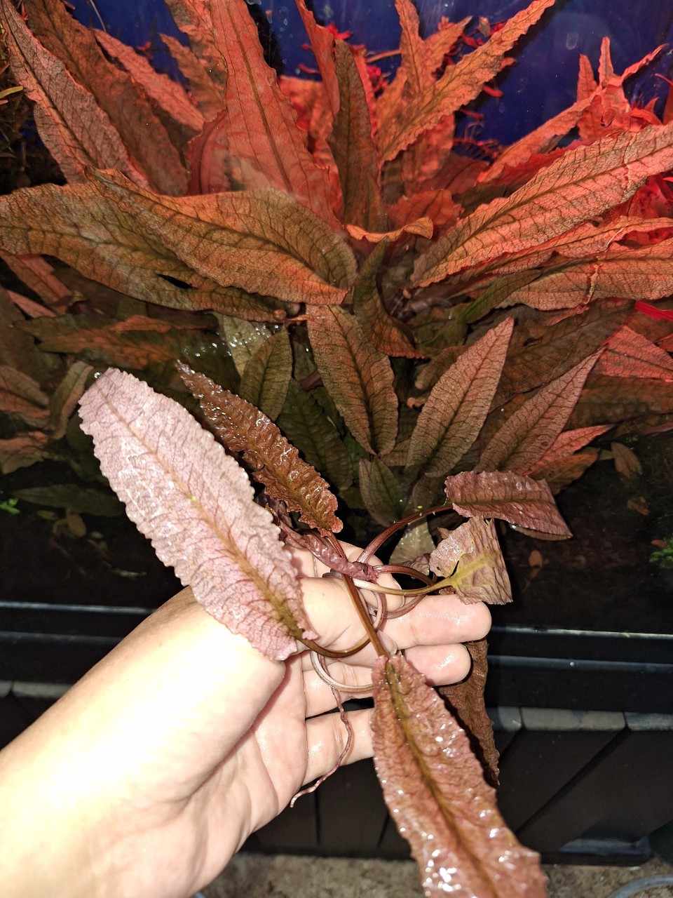 Hand holding a Cryptocoryne 'Pink Flamingo' aquatic plant, displaying its lush pink and brown leaves with a rich texture. Known also as Pink Crypt or Pink Panther Crypt, this vibrant flora is submerged in an aquarium setting, adding a touch of exotic elegance to aquascaping designs.