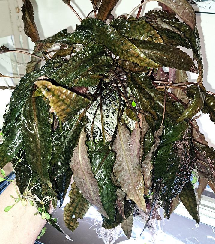 A hand lifting a large clump of Cryptocoryne wendtii 'Bronze' from an aquarium, showcasing the plant's extensive root system and textured bronze-green leaves, vividly illustrating the dense foliage typical of this aquatic species.