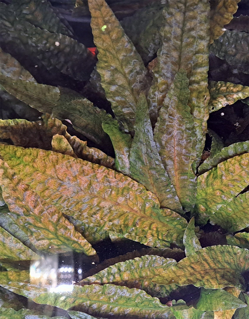 Dense foliage of Cryptocoryne wendtii 'Bronze' submerged in an aquarium, displaying a vibrant mosaic of green and bronze elongated leaves with pronounced veins and a slightly ruffled texture, indicative of the plant's healthy underwater growth.