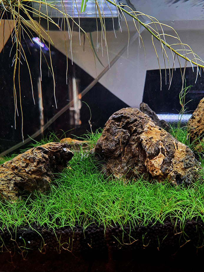 An aquascaped aquarium featuring a dense bed of Eleocharis parvula, or Dwarf Hairgrass, with a rich green color and delicate strands. Weathered rocks emerge from the grassy carpet, creating a naturalistic underwater landscape, while thin, trailing plants hang down from above, adding to the scene's depth and complexity.