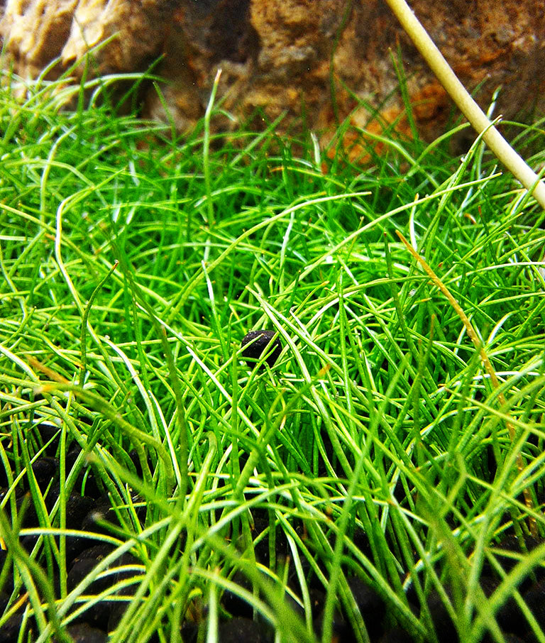 Close-up of Eleocharis parvula, commonly known as Dwarf Hairgrass, in an aquarium setting, with a lush carpet of fine, needle-like green blades that provides a naturalistic grounding in the aquascape, with a textured rock partially visible in the background.