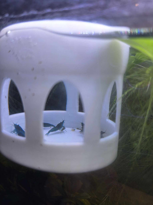 Closeup view of a white Creality Hyper PLA 3D-printed Floating Shrimp Gazebo Feeder with blue dream Neocaridina shrimp feeding inside, floating in an aquarium.