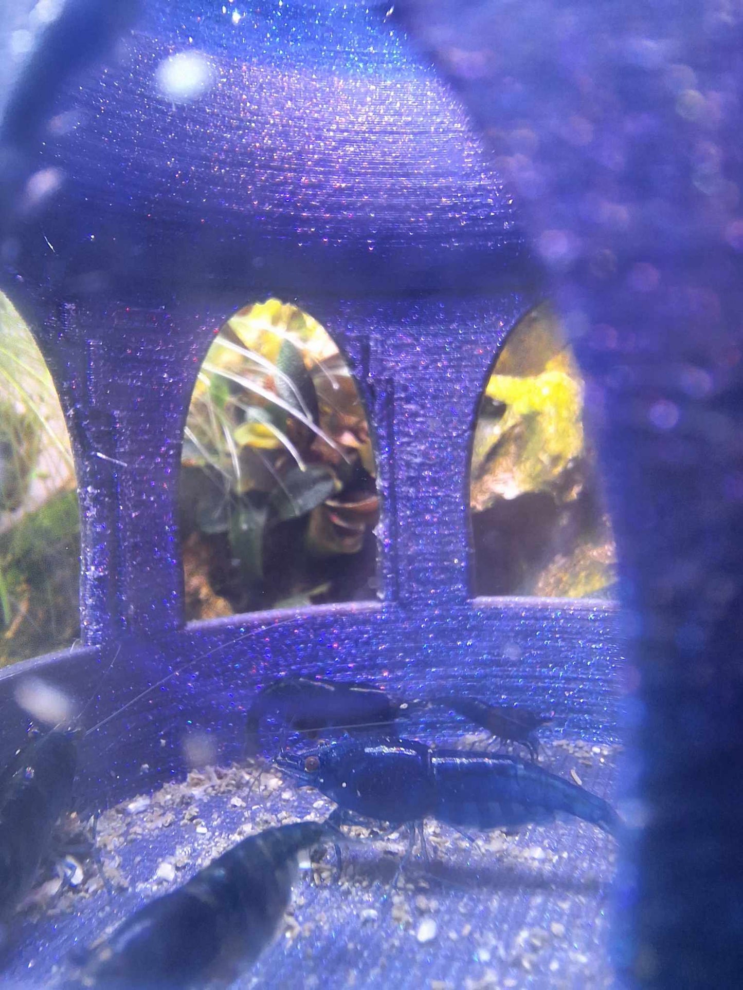Closeup view of a shimmering Burnt Titanium Flashforge PETG 3D-printed Floating Shrimp Gazebo Feeder with blue dream Neocaridina shrimp feeding inside, floating in an aquarium.