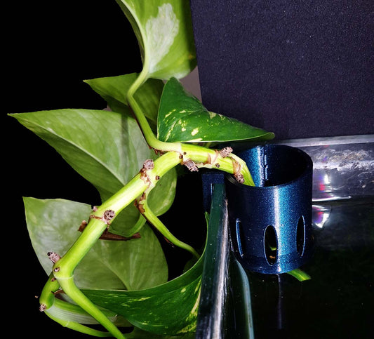 The Hang-On Plant Buddy, 3D-printed in Flashforge's Burnt Titanium PETG, mounted on the edge of a Mr. Aqua rimless 17-gallon tank, supporting a lush golden pothos plant.