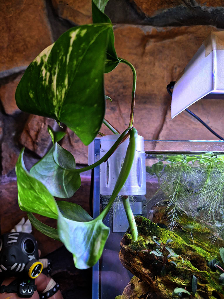 Rimless Aquatop 6g bookshelf aquarium featuring a Hang-On Plant Buddy in Overture translucent PETG filament, holding a vibrant golden pothos plant. The scene includes a Roadhog POP figure from Overwatch 2, a DIY light diffuser, dwarf water lettuce floating on the water's surface, Bucephalandra Brownie 'blue' on dragonstone, and a Sicce Micron internal filter.