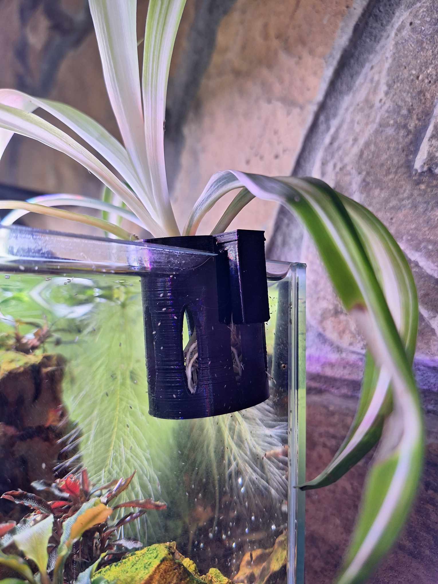 Hang-On Plant Buddy made of Overture black PETG attached to the side of an Aquatop 6-gallon bookshelf aquarium, supporting a healthy spider plant with roots submerged. In the background, dwarf water lettuce roots dangle in the water beside lush Bucephalandra Brownie 'Ghost' leaves.
