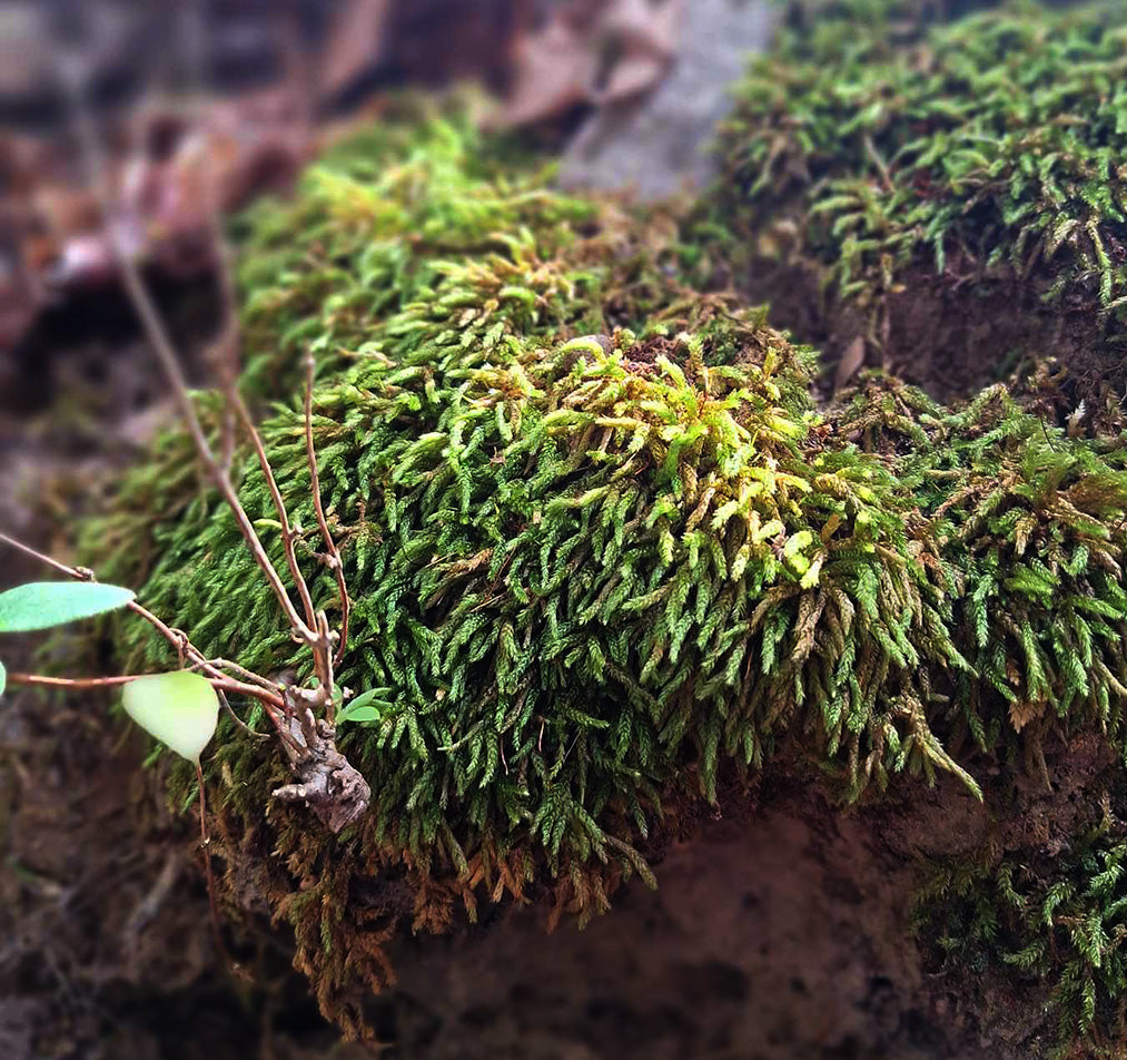 Lush Hypnum cupressiforme moss draping over the edge of a rock in a natural setting, its dense greenery highlighted by specks of yellow and brown, with a soft focus on the surrounding leaf litter, showcasing the moss's role in a forest ecosystem