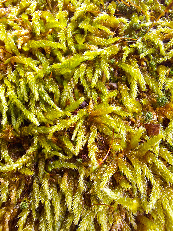 Vivid and detailed close-up of Hypnum cupressiforme moss, with its intricate patterns of green fronds and sporadic brown twigs, highlighting the natural beauty and complexity of this common woodland moss.