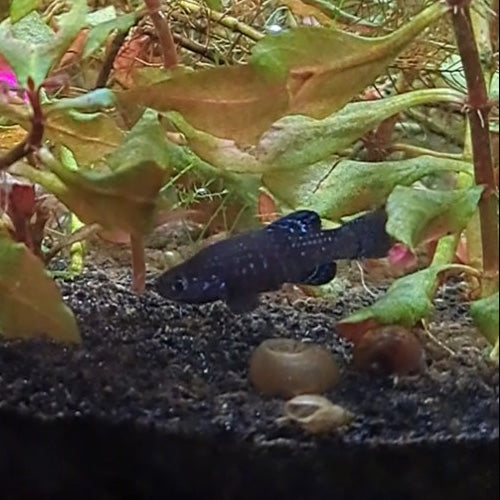 Male Paraphanius mento fish swimming among aquatic plants, showcasing natural habitat in a home aquarium.