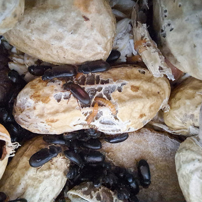 Vibrant peanut beetle culture thriving among peanut shells, showcasing the dynamic life cycle of these insects.