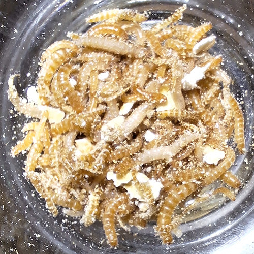Close-up of active peanut beetle larvae, ideal as live fish or reptile food, in a nutrient-rich environment.