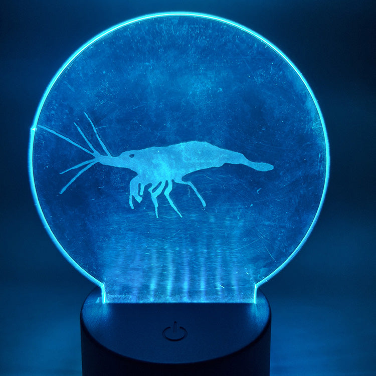 A neocaridina shrimp laser engraved on a circular piece of acrylic plastic and mounted in a circular blase base. The base emits a pale blue glow, illuminating the shrimp