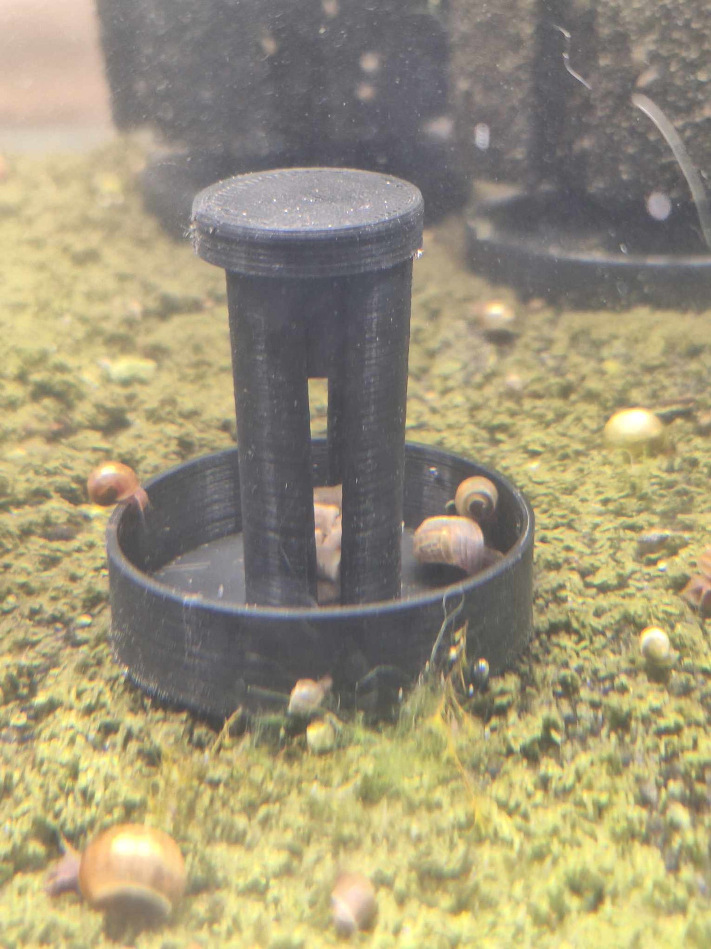 Continuation of the timelapse: Overture black PETG Snail Saver Trap with snail bait inside, as snails approach and explore the trap's interior, set in an aquarium environment with detritus and snail waste.