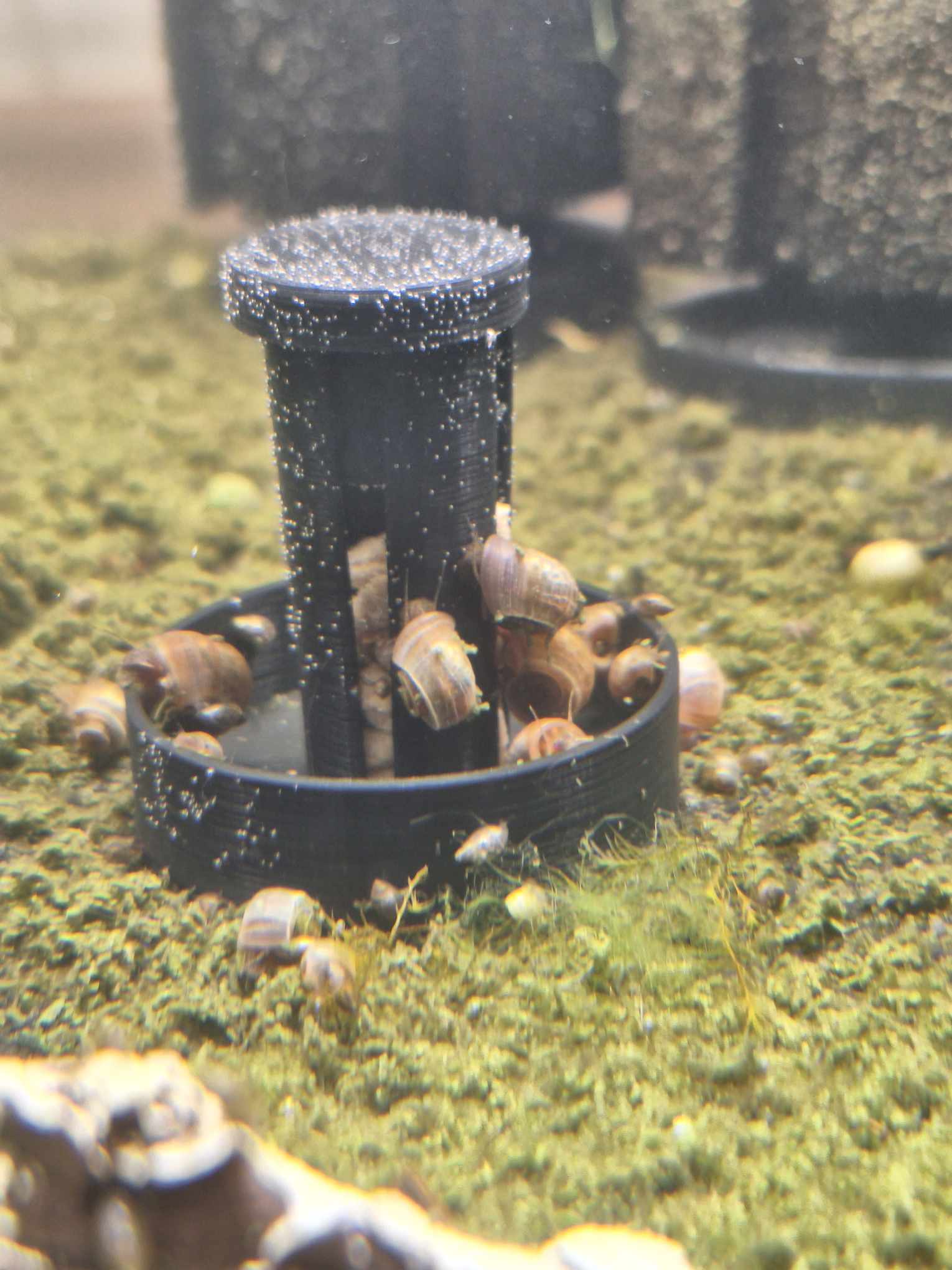 Continuation of the timelapse: Overture black PETG Snail Saver Trap with snail bait inside, as snails accumulate inside the container and climbing the bait tube with more snails on the way, set in an aquarium environment with detritus and snail waste.