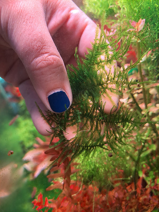 Close-up of a hand with a blue-painted fingernail gently holding a sprig of Taiwan Moss in an underwater aquarium setting, with the plant's fine, delicate texture contrasted against a blurred background of vibrant red aquatic plants