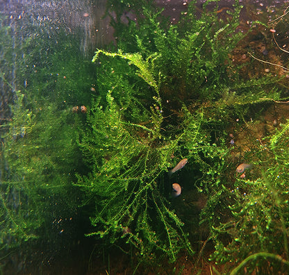Taiwan Moss thriving in an aquarium, creating a dense and lush green thicket with delicate, feathery fronds. The moss is partially obscured by the tank's glass, which is covered with tiny bubbles with Paraphanius mento Pearl Spotted Killifish swimming near it, evoking a natural, living ecosystem.
