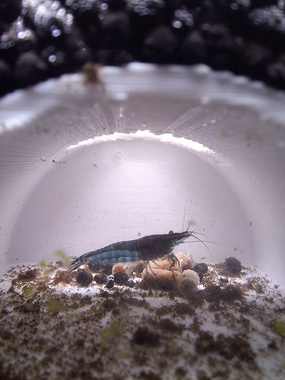 Blue Dream Neocaridina shrimp inside 'The Cave,' a 3D-printed aquarium cave made with Creality white PLA that has a viewing window, showcasing the shrimp's vivid blue against a white background.