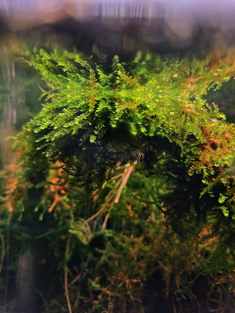A close-up of the lush Vesicularia ferriei, commonly known as weeping moss, in an aquarium setting. This aquatic moss displays delicate, feathery fronds that cascade downward, creating a textured and verdant landscape underwater. The warm, diffuse lighting in the tank accentuates the intricate details and rich green shades of the moss, contributing to a serene and natural aquatic habitat.