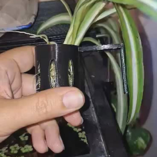 Demonstration of the Hang-On Plant Buddy in Overture black PETG, designed to securely hold a Spider Plant on the side of an Aqueon 55-gallon rimmed tank. The video highlights the stabilizer feature that keeps the Plant Buddy upright and showcases its stability with a hand smacking it lightly to prove it stays in place.