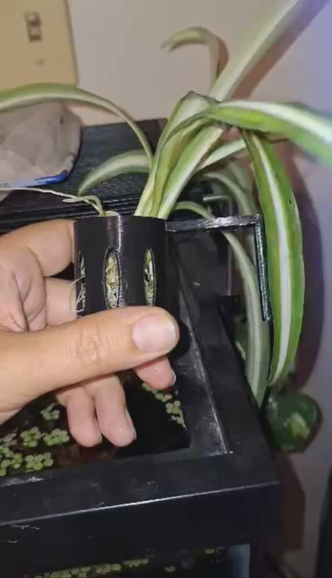 Demonstration of the Hang-On Plant Buddy in Overture black PETG, designed to securely hold a Spider Plant on the side of an Aqueon 55-gallon rimmed tank. The video highlights the stabilizer feature that keeps the Plant Buddy upright and showcases its stability with a hand smacking it lightly to prove it stays in place.